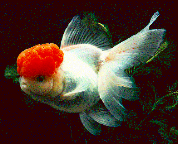 goldfish. red cap goldfish